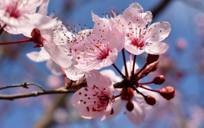 16.03.2020 Aktuelle Situation in der Heilpraktikerschule Landsberg